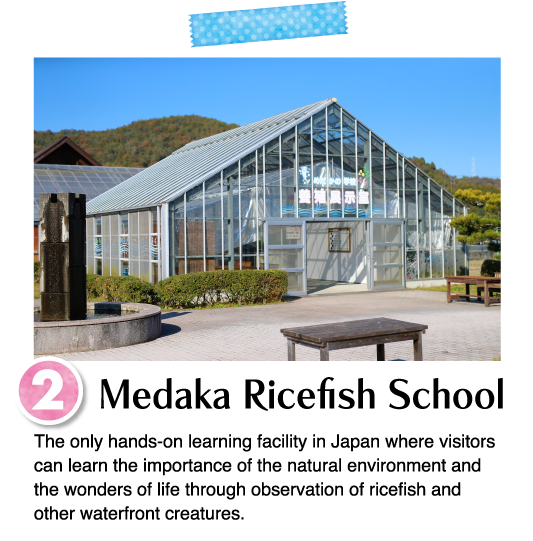 The only hands-on learning facility in Japan where visitors can learn the importance of the natural environment and the wonders of life through observation of ricefish and other waterfront creatures.