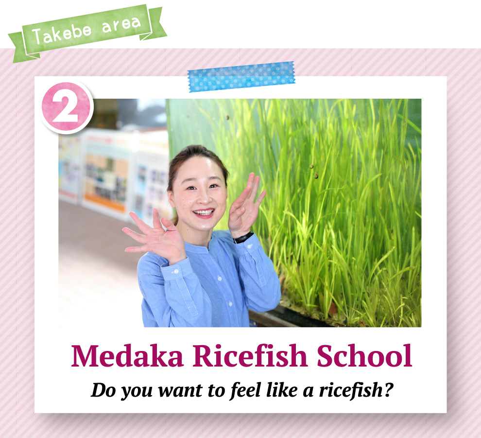 Medaka Ricefish School Do you want to feel like a ricefish?